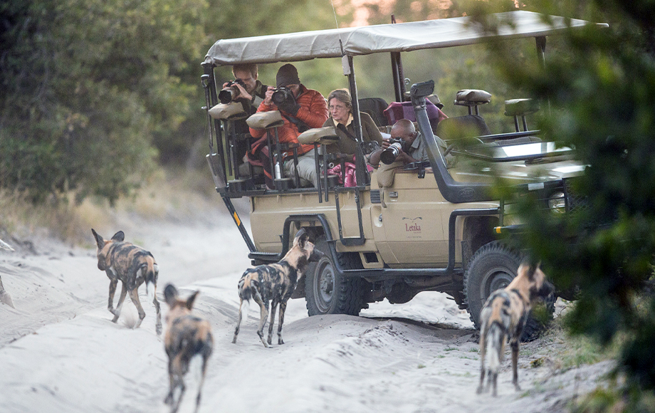 Game drive encounter with Wild Dog in Botswana