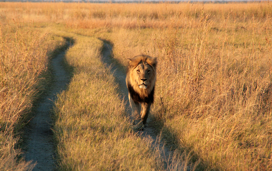 Lion in Botswana during Mobile Camping Safari