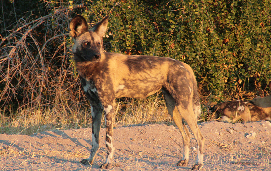 Wild dog in Botswana during Mobile Safari