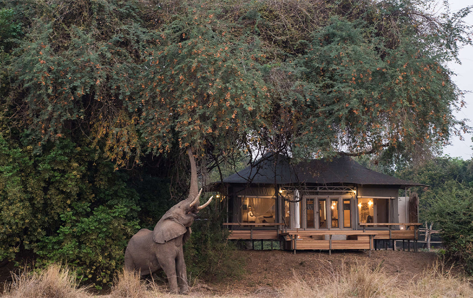 An elephant outside Chikwenya