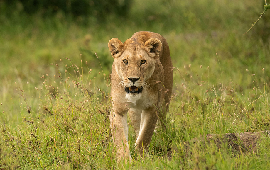 Lion at Luxury Lemala Nanyukie Lodge in Tanzania