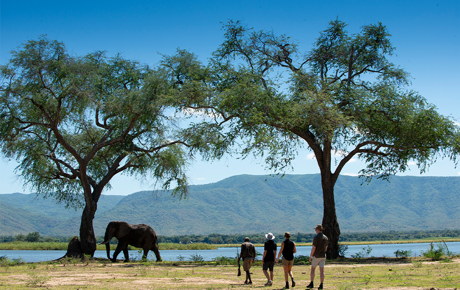 Walking safari encountering an elephant at Nyamatusi Camp at Mana Pools in Zimbabwe