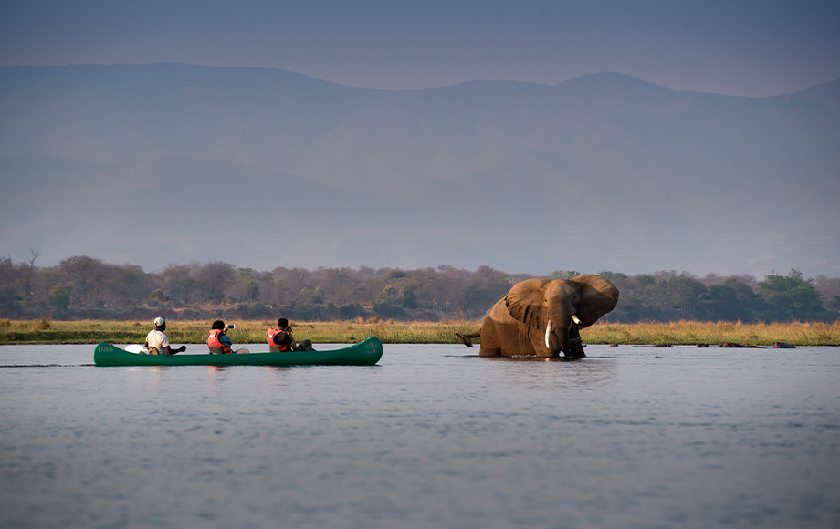 Canoeing next to a big elephant on the Zambezi River at Nyamatusi Camp at Mana Pools in Zimbabwe