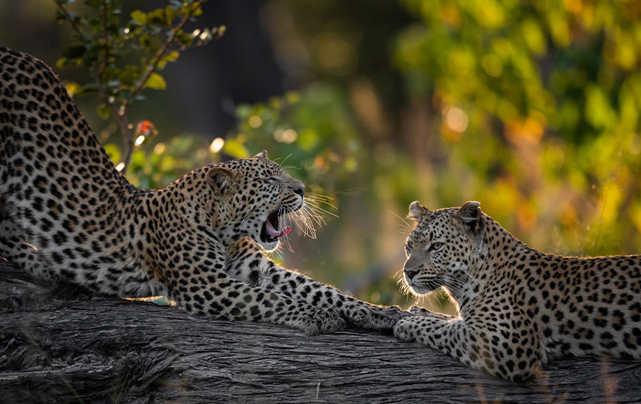 Two Leopards at Tuludi Camp