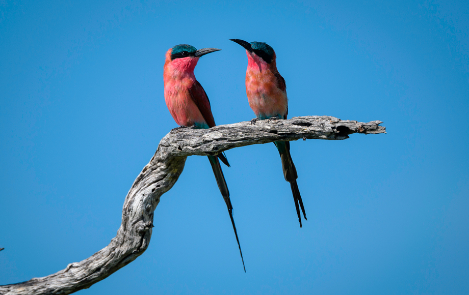 Birds in the Okavango Delta