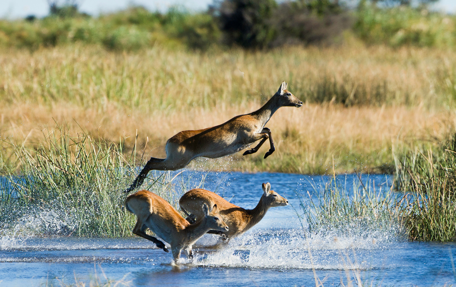 Lechwe running through water in the Okavango Delta