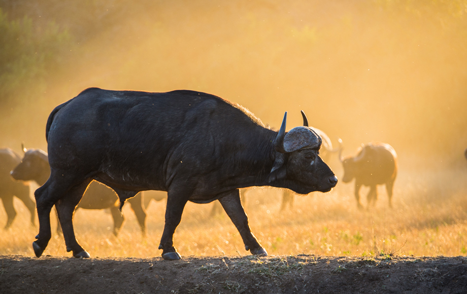 Big Male Buffalo in Sabi Sabi Game Reserve in South Africa