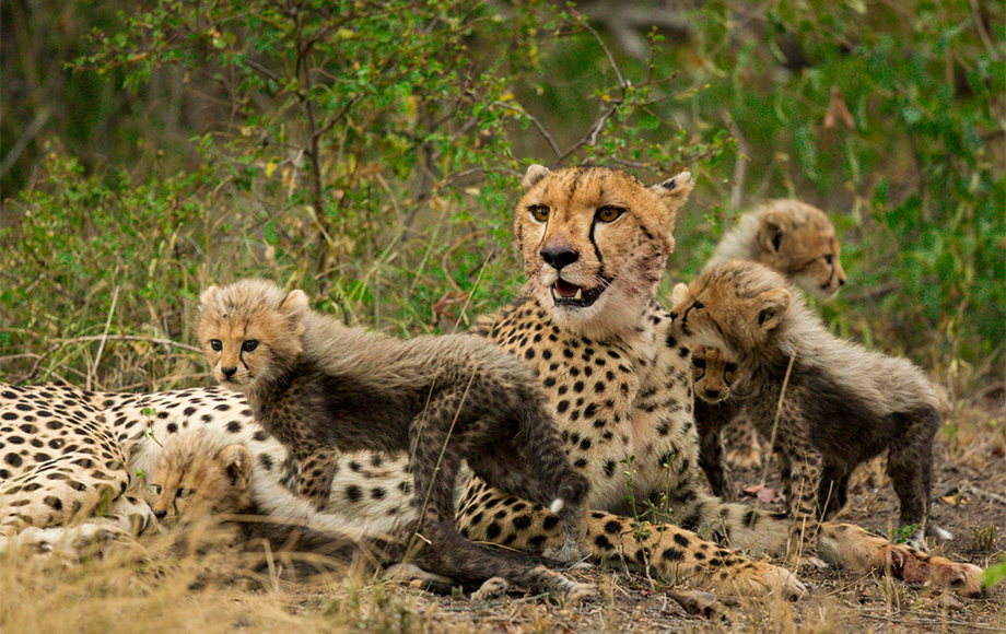 Cheetah and cubs in Sabi Sabi Game Reserve in South Africa