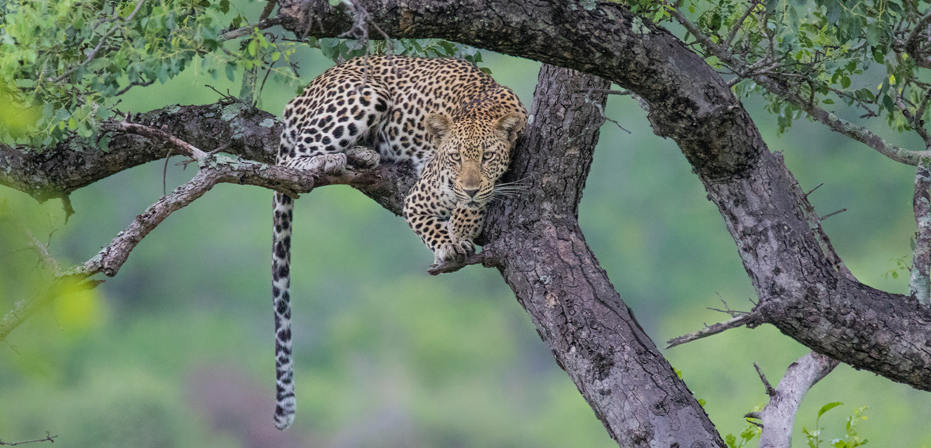 Leopard in tree at Sabi Sabi Game Reserve
