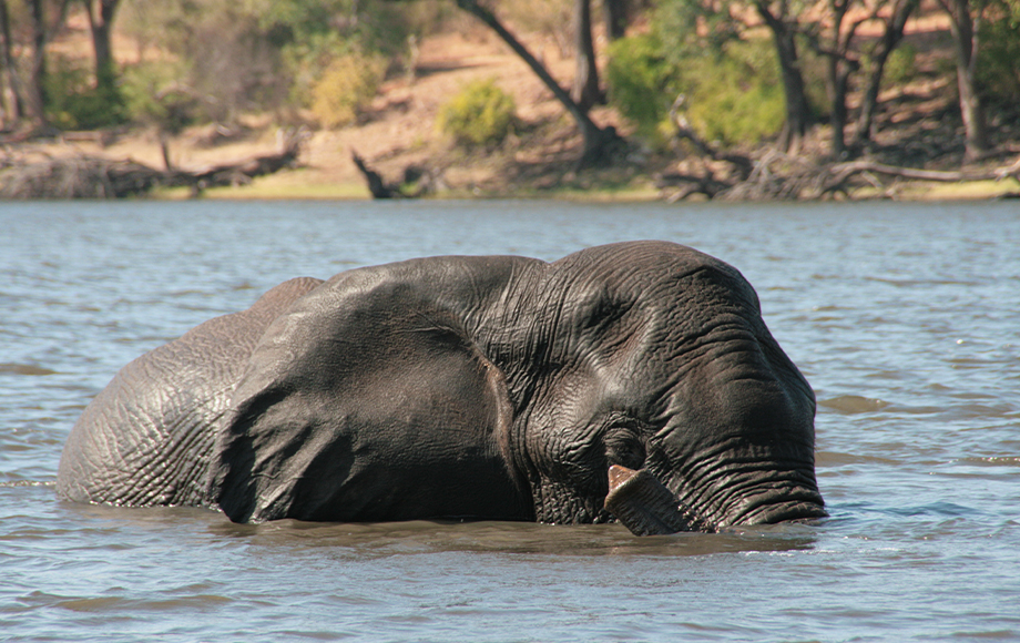 Elephant in the Chobe River