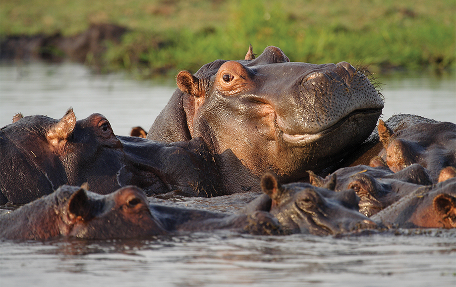 Pod of Hippos at Chobe National Park and Savuti