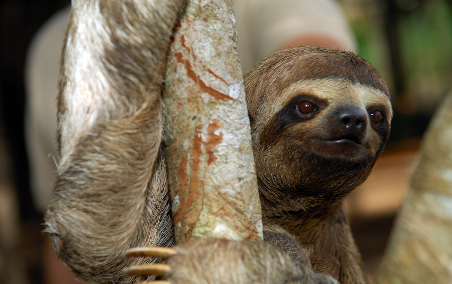 A three toed sloth in the Amazon Rainforest in South America