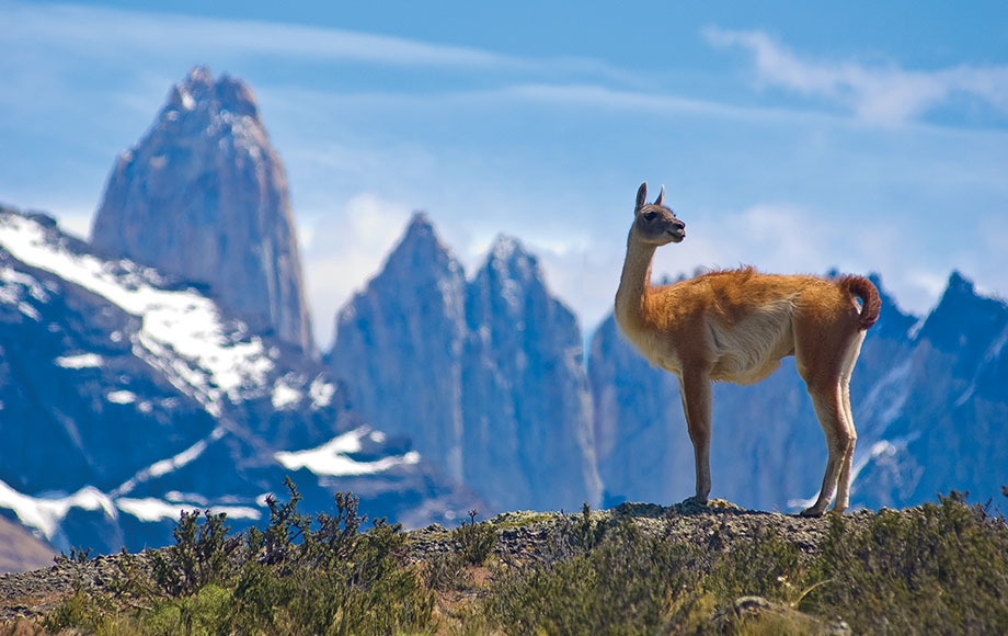 Guanaco at Torres Del Paine National Park