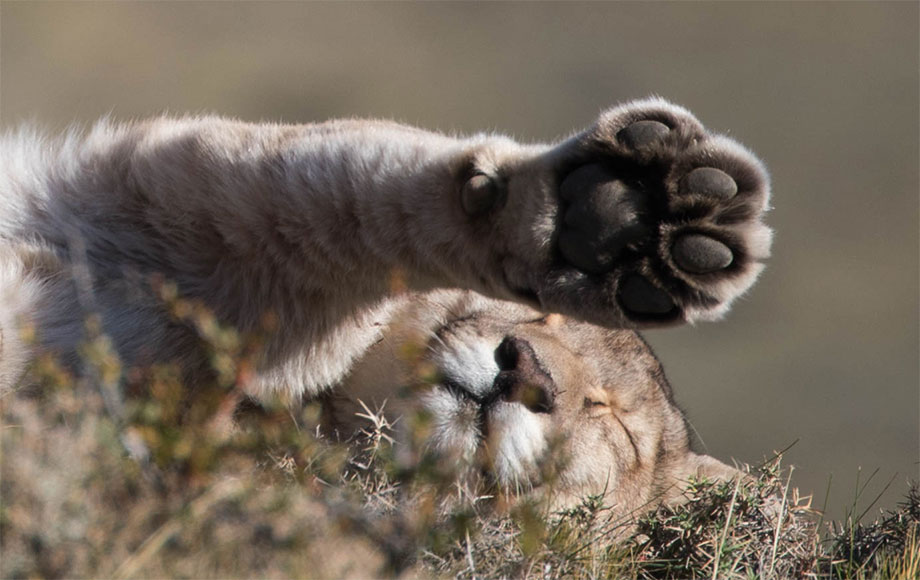 Puma playing