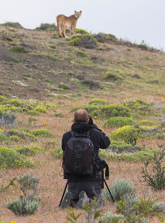 Camera man getting close to a Puma on foot