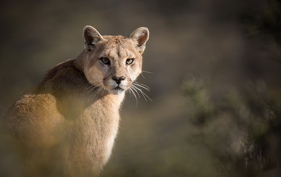 Puma sighting in Patagonia