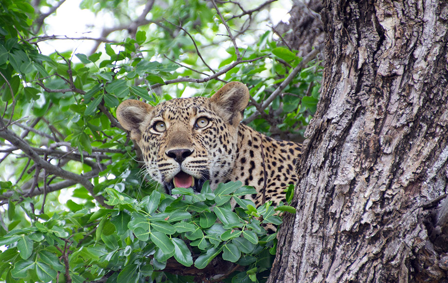 Leopard in tree at Sabi Sabi in Sabi Sand Game Reserve