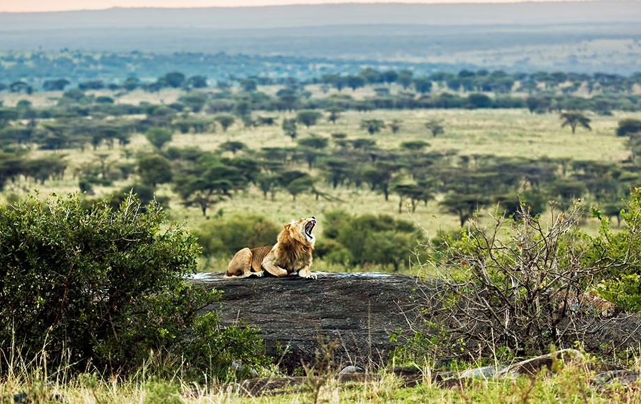 Lion sitting on a rocky outcrop in the Serengeti in Tanzania