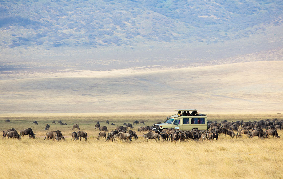 Safari game drive in the Serengeti in Tanzania