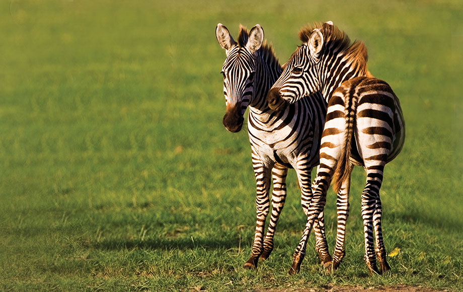 Zebra calves in the Serengeti