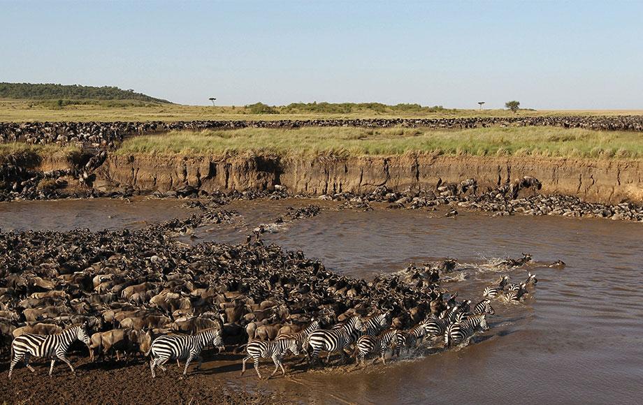 Zebra and wildebeest crossing in serengeti tanzania