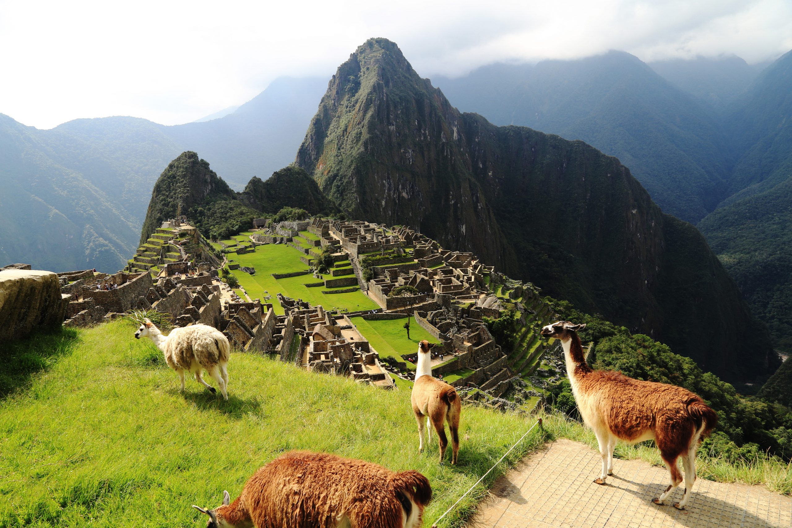 Alpacas on top of Machu Pichu