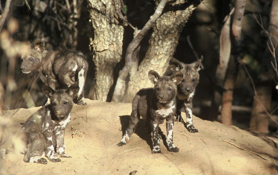 Painted Dog Conservation