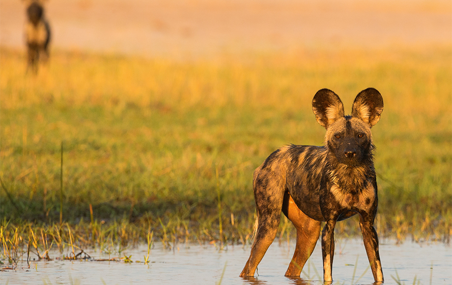 Endangered wild dog in Zimbabwe Painted Dog Conservation