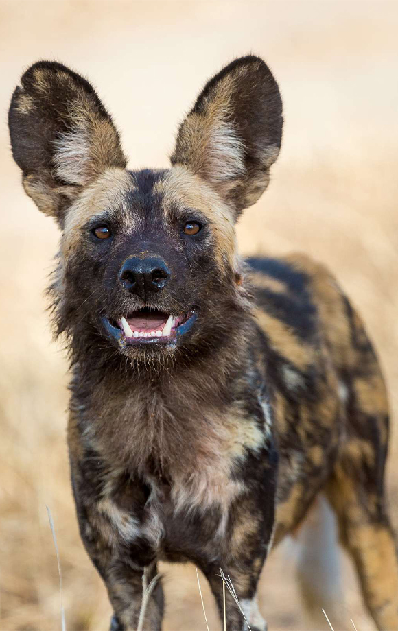 Endangered wild dog in Zimbabwe Painted Dog Conservation