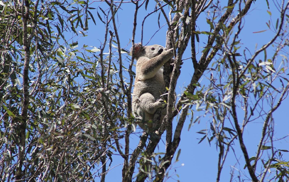 Koala in tree at Spicers Peak Lodge