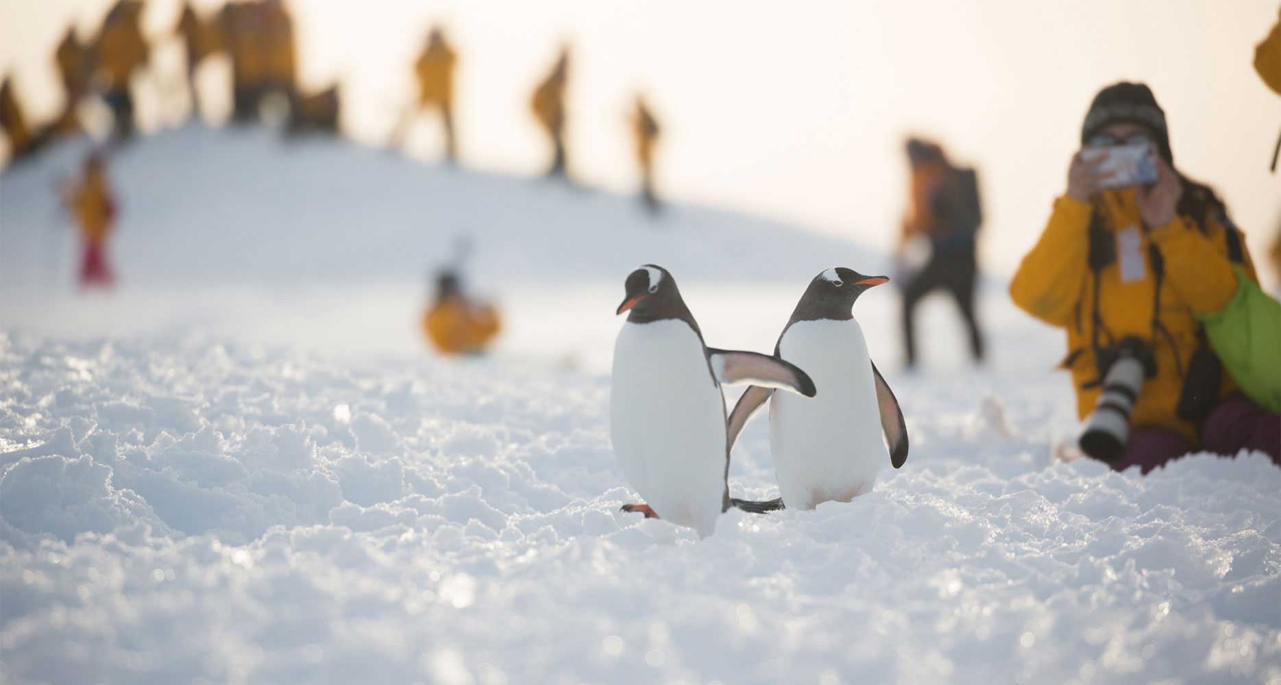 Penguins in Antarctica