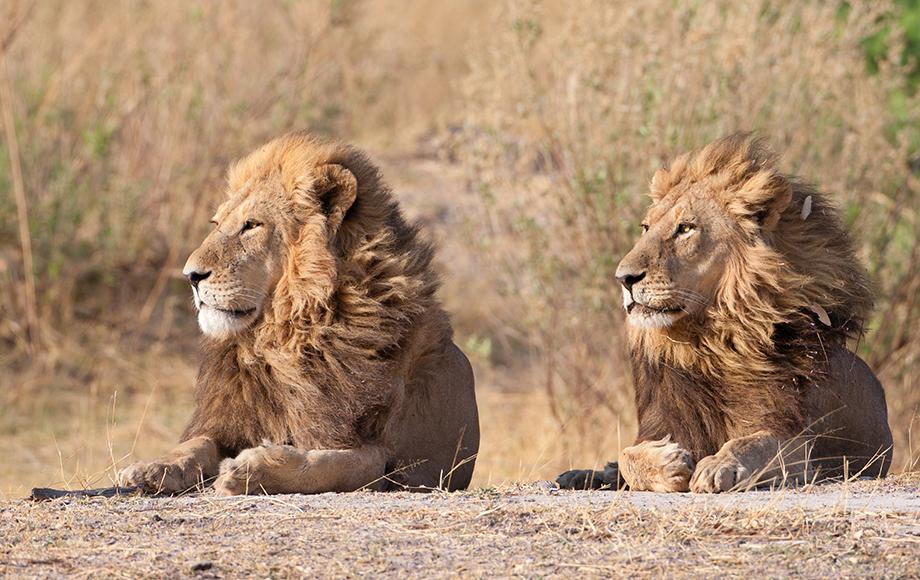 Lion-Male-Coalition Botswana Two male lions in botswana