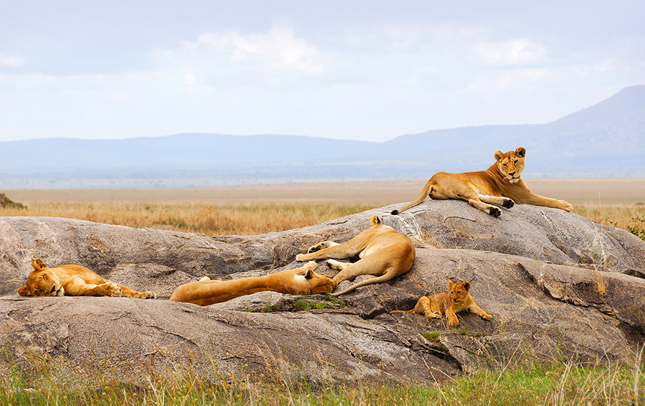 Lions sitting on a rock in Tanzania