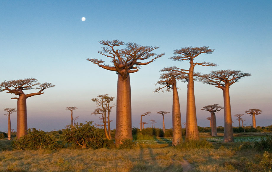 Avenue of the Baobabs Trees on a trip to Madagascar