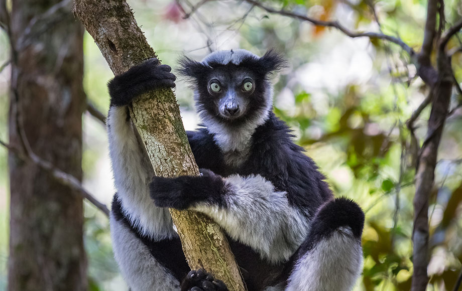 An Indri Indri Lemur in Madagascar