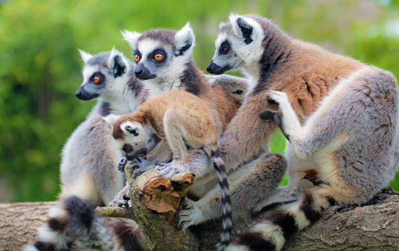 The Lemur | Lemurs Safaris in Madagascar | African Wildlife Safaris