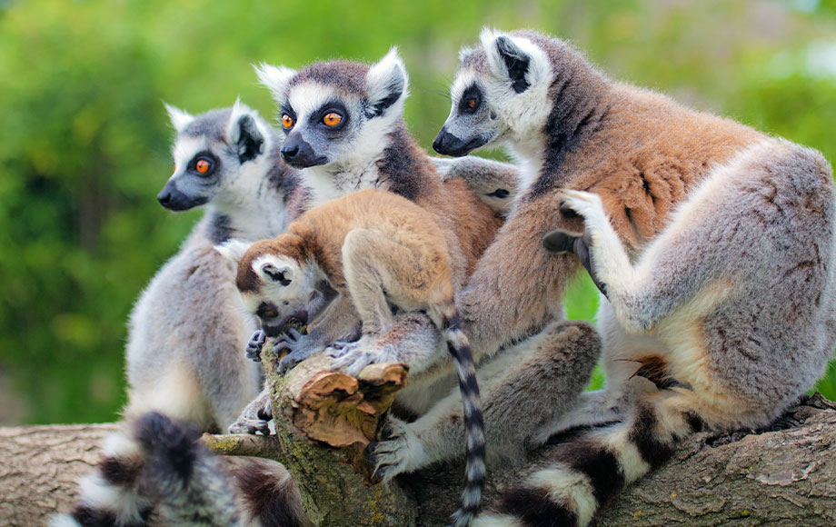 A group of Ring Tailed Lemurs in Madagascar