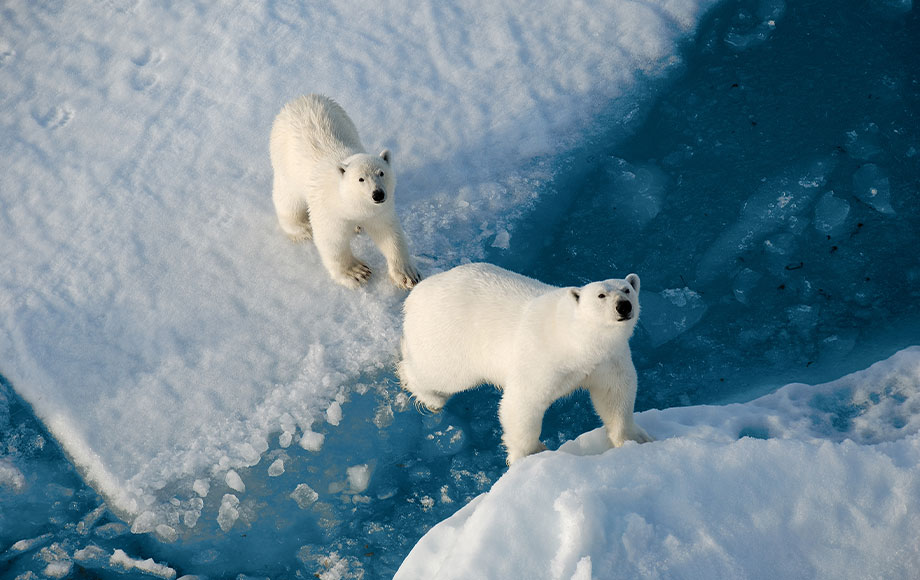 Polar Bears at the North Pole aboard the 50 Years of Victory