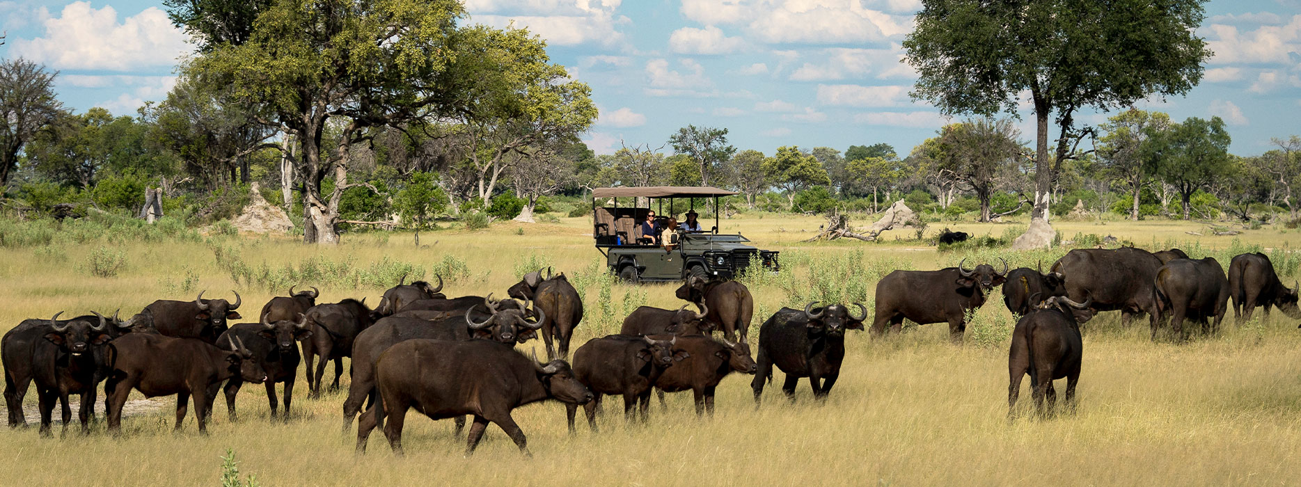 Buffalo encounter during safari Buffalo encounter during safari