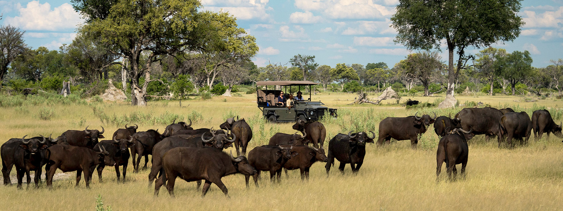 Buffalo encounter during safari