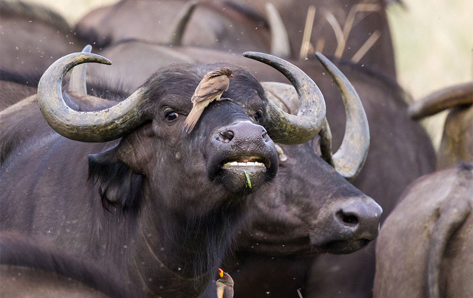 Buffalos and Buffalo Weaver in Africa