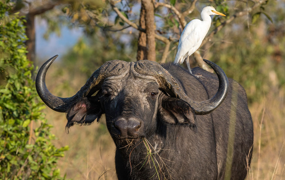 Buffalos with a The Cattle Egret on its back in Africa