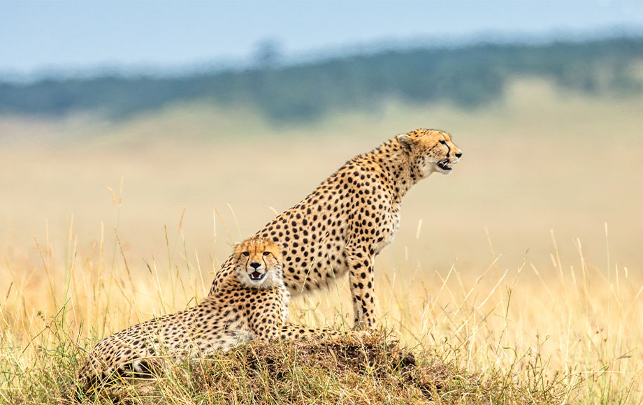 Male coalition of cheetah in the Serengeti