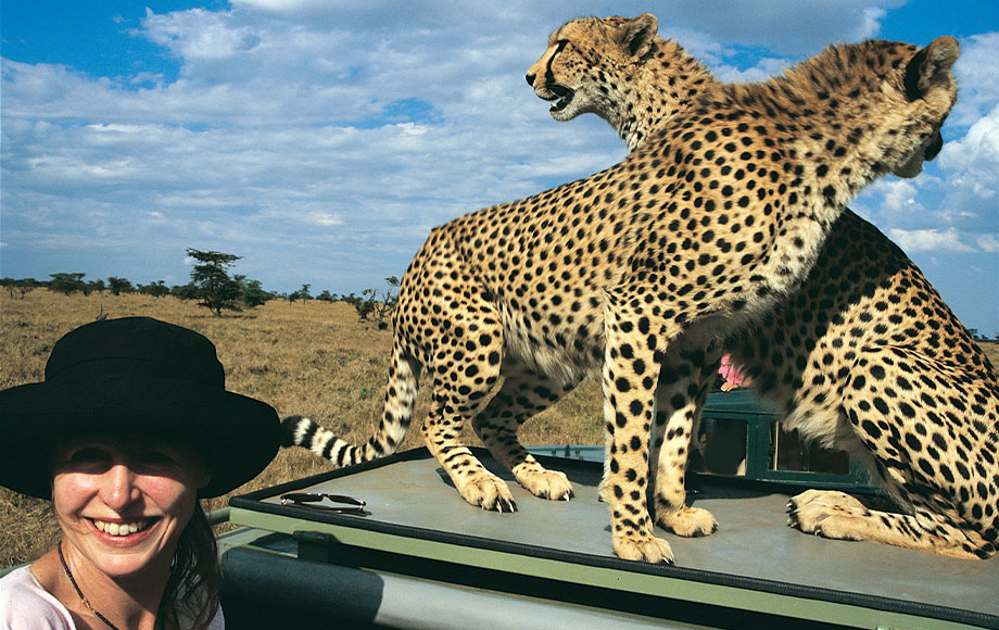 Cheetahs on safari vehicle in Kenya's Masai Mara