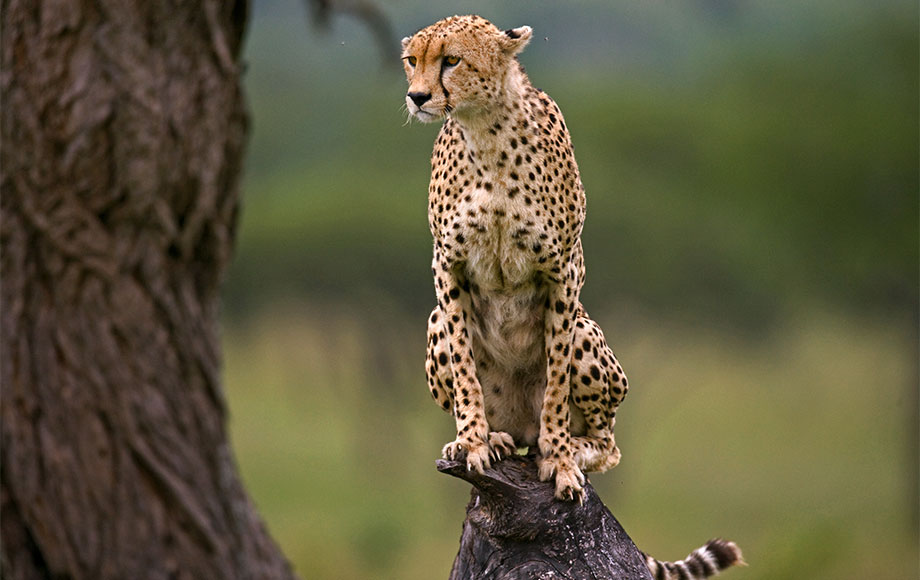 Cheetah perched on a mound in Kenya