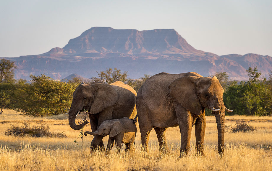 Herd of Elephants at Damaraland Camp