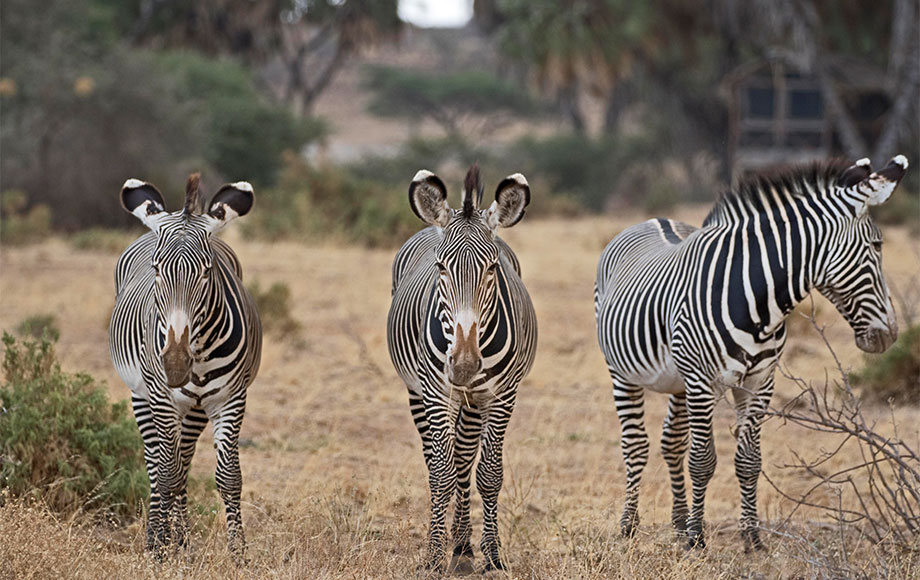 Grévy's Zebras at Elephant Bedroom Camp in Kenya