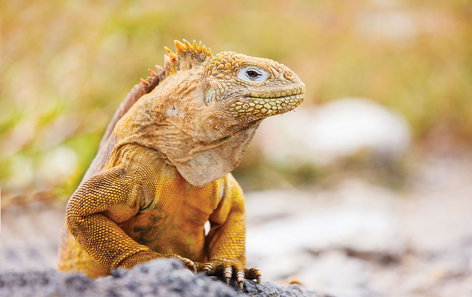 Marine Iguana's on the Galapagos Islands