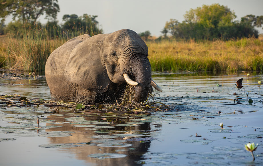 Elephant wading at Selinda Camp in Botswana
