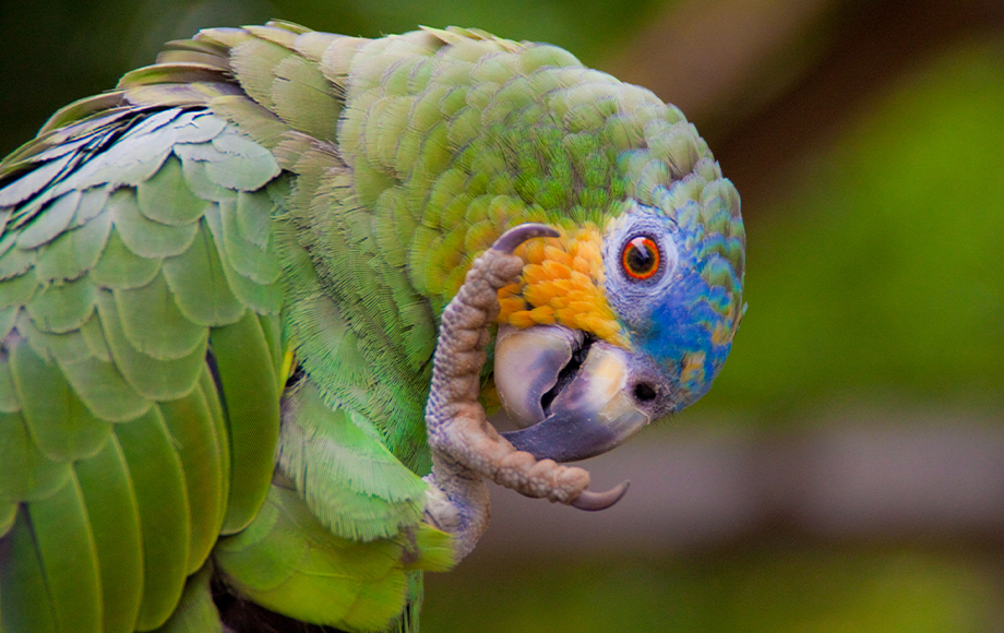 A Parrot in the Amazon